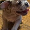 2 months old akc Merle French bulldog puppy ready for new home