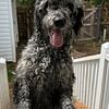 Merle Labradoodle for sale