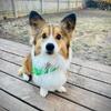 Rehoming corgi