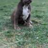 Xl American Bully Pup Cheap!