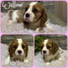 Cavalier King Charles Spaniel puppies