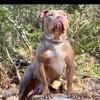 Bossy American Bully Pups