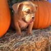 American Bully puppies