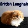 Tica registered rare British Longhair 