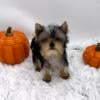 Male Yorkshire Terrier/Yorkie