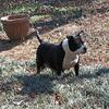 American Pitbull terrier