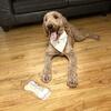 Golden doodle rehome