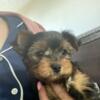 Yorkie puppies toy size babies