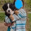 Bernese Mountain Dog Puppies
