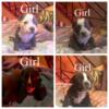 American (Pocket) Bully Puppies for sale, looking for a good loving home!