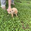 Golden Retriever Puppy Male and Female