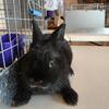 Netherland Dwarf Purebred Small female baby bunny for sweet companion, healthy