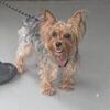 Female Yorkie 