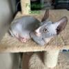 Beautiful Female Sphynx kitten available/ for sale