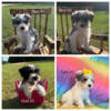 Miniature Schnauzer Puppies $550