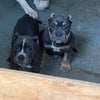 American Bully Puppies 2 female 1 male blue tri