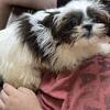 Shihtz-u 