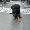 German Shepherd puppies