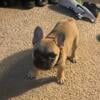 French bulldog for sale