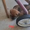 4 puppies 2 girls 2 boys ready for 4ever homes