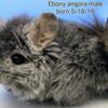 Many chinchillas with transport options