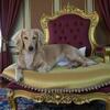 Cream longhair miniature dachshund Doxie for STUD!