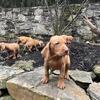 Akc vizsla puppies call 717-405-2915