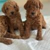 Mini poodle’s available. 2 boys. 