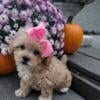 Shihpoo puppies available 