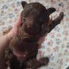 Toy Poodles Tiny boys will stay 6-7 lbs. Also girl ad