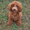 Miniature Goldendoodle (Teddy)