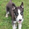 ABBY2  FEMALE  AKC REG SIBERIAN HUSKY