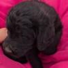 Labradoodle puppies for sale