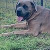 13 month old female cane corso