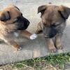 GSD/ Belgian Malinois mix