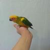 Baby Sun Conure