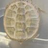 2025 well started juvenile albino snapping turtles $700 ea