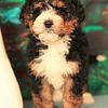 Bernedoodle puppies - Tri colors - Available now.  Prettiest puppies in the country!