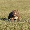 Extreme bully female pupppy. Abkc papers.