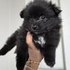 Purebred Pomeranians!