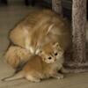 Brittish short hairs gold Persian