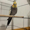 cockatiel for sale