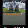 Frenchie puppy/fluffy carrier