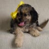 Mini Cavapoo Rae Female