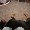 1.5 years old AKC Rottweiler