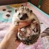 Hedgehogs For Sale | Hedgehog breeder in Texas