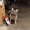 2 year old frenchie boy Merle 