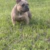 Female Frenchie