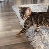 Bengal kittens 