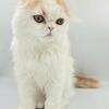 TICA registered Scottish Fold Male